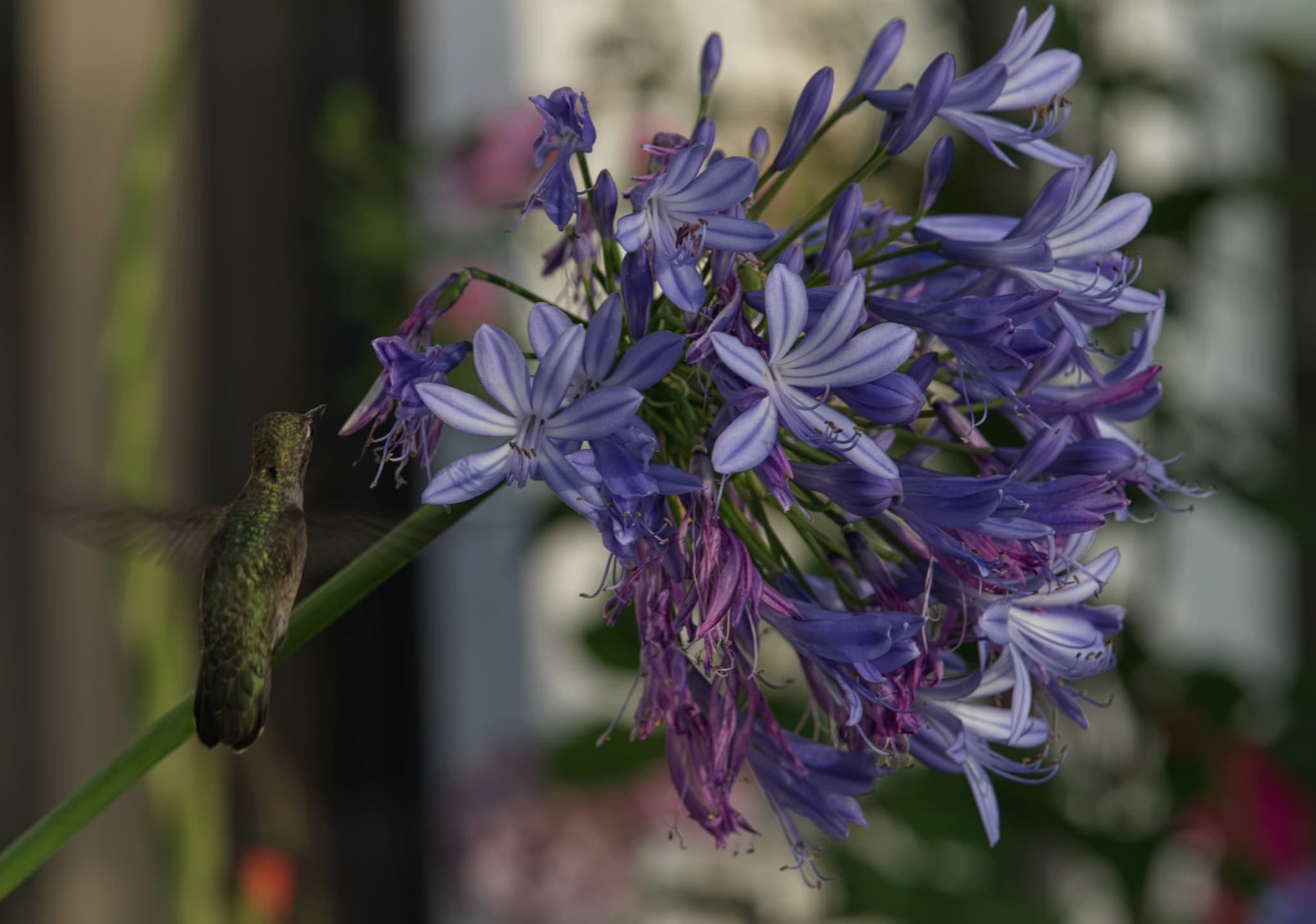 Hummingbird near purple flowers